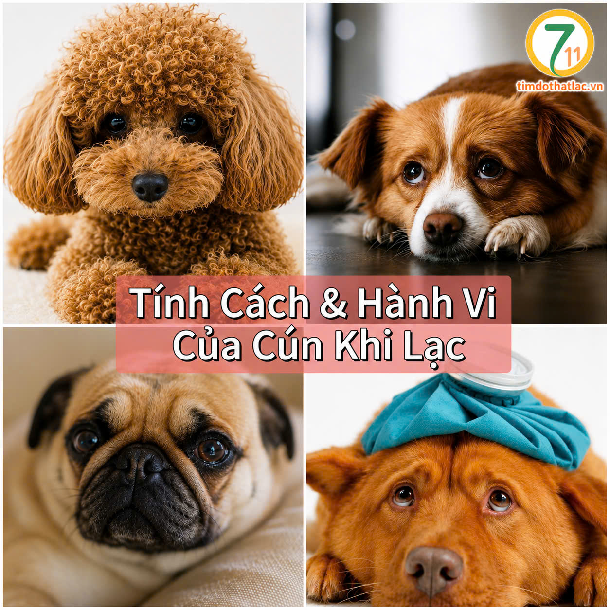 Tinh Cách Hành Vi Của Chó Đi Lạc